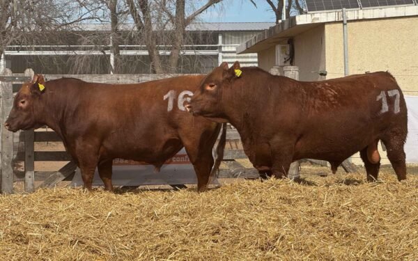 Lote 18-16