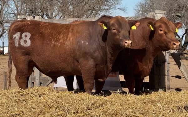 Lote 19-18