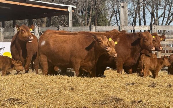 Lote 40