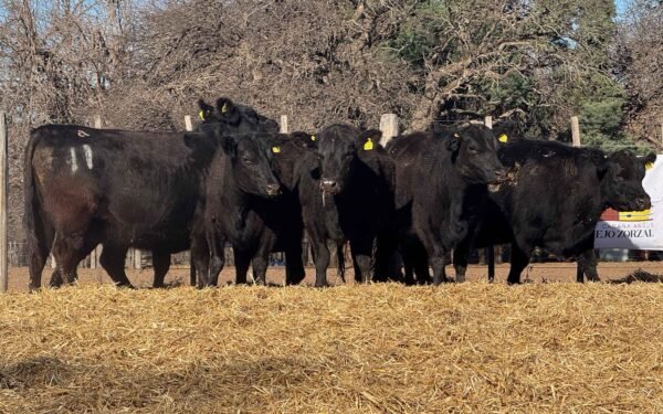 Lote 44