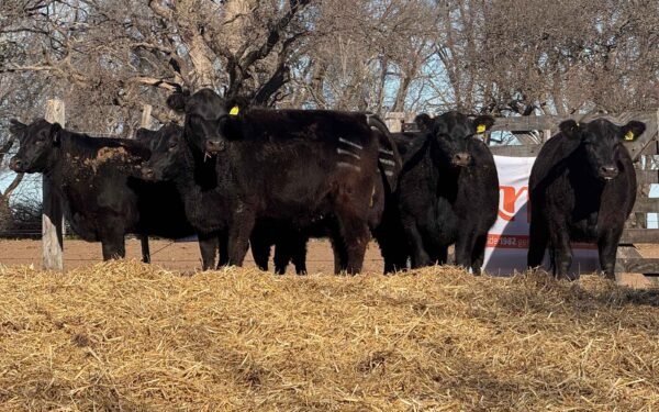 Lote 47