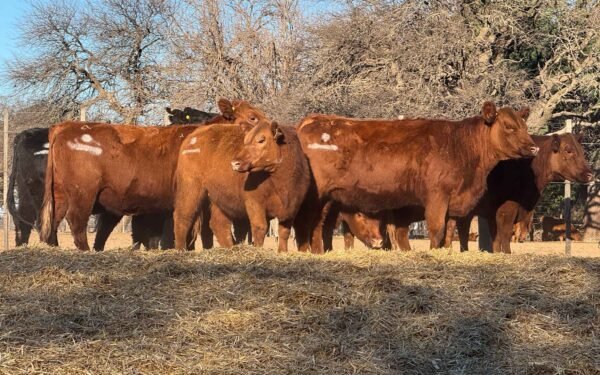 Lote 48
