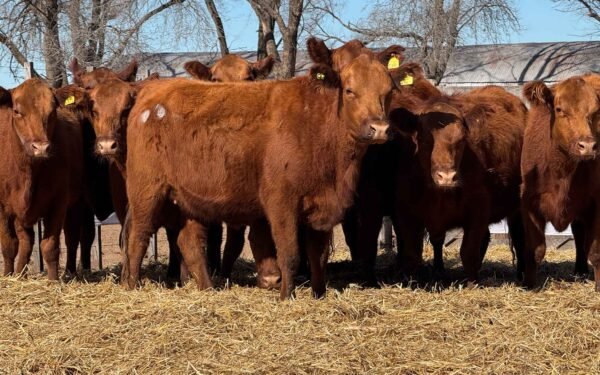 Lote 58