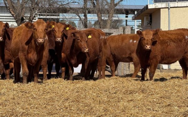 Lote 59