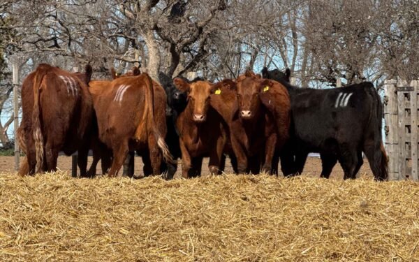 Lote 63