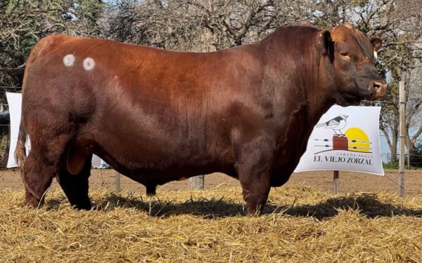 Lote 06