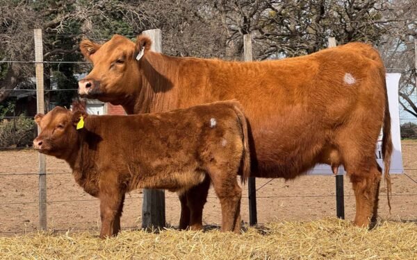 Lote 32