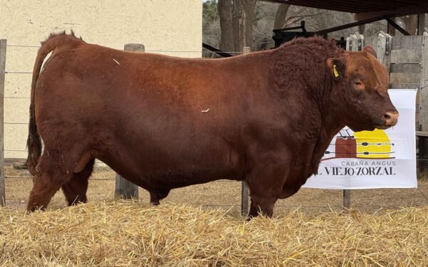 Lote 03