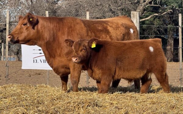 Lote 34