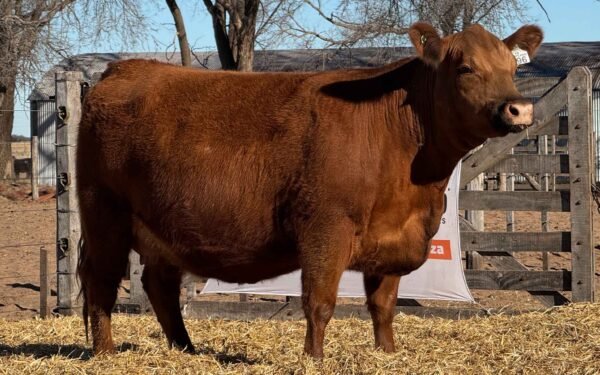 Lote 36