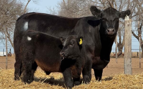 Lote 30