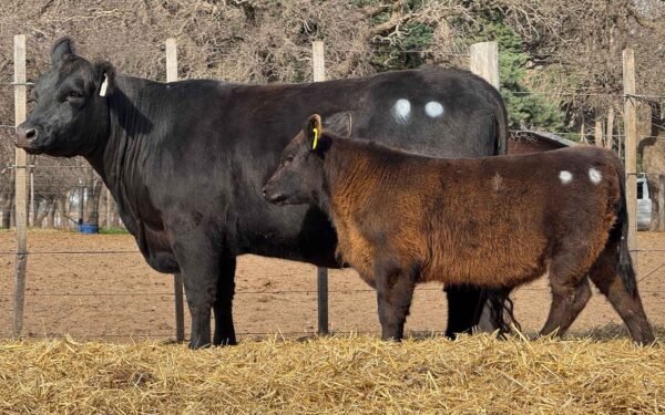 Lote 31