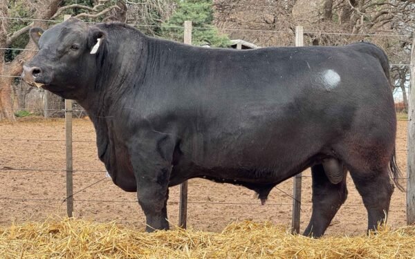 Lote 07