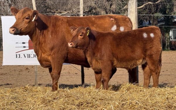 Lote 35