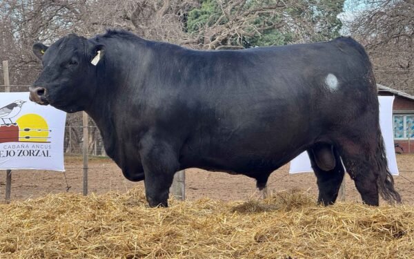 Lote 05
