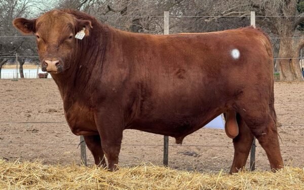 Lote 09