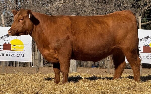 Lote 38