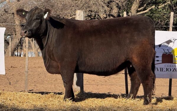 Lote 37