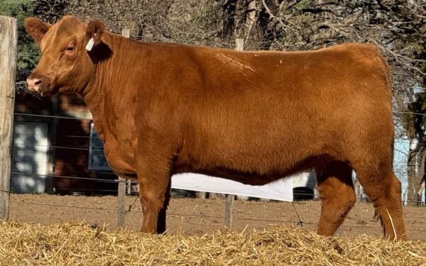 Lote 39