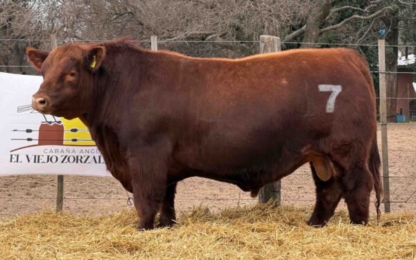 TORO PP 7 - RP 450